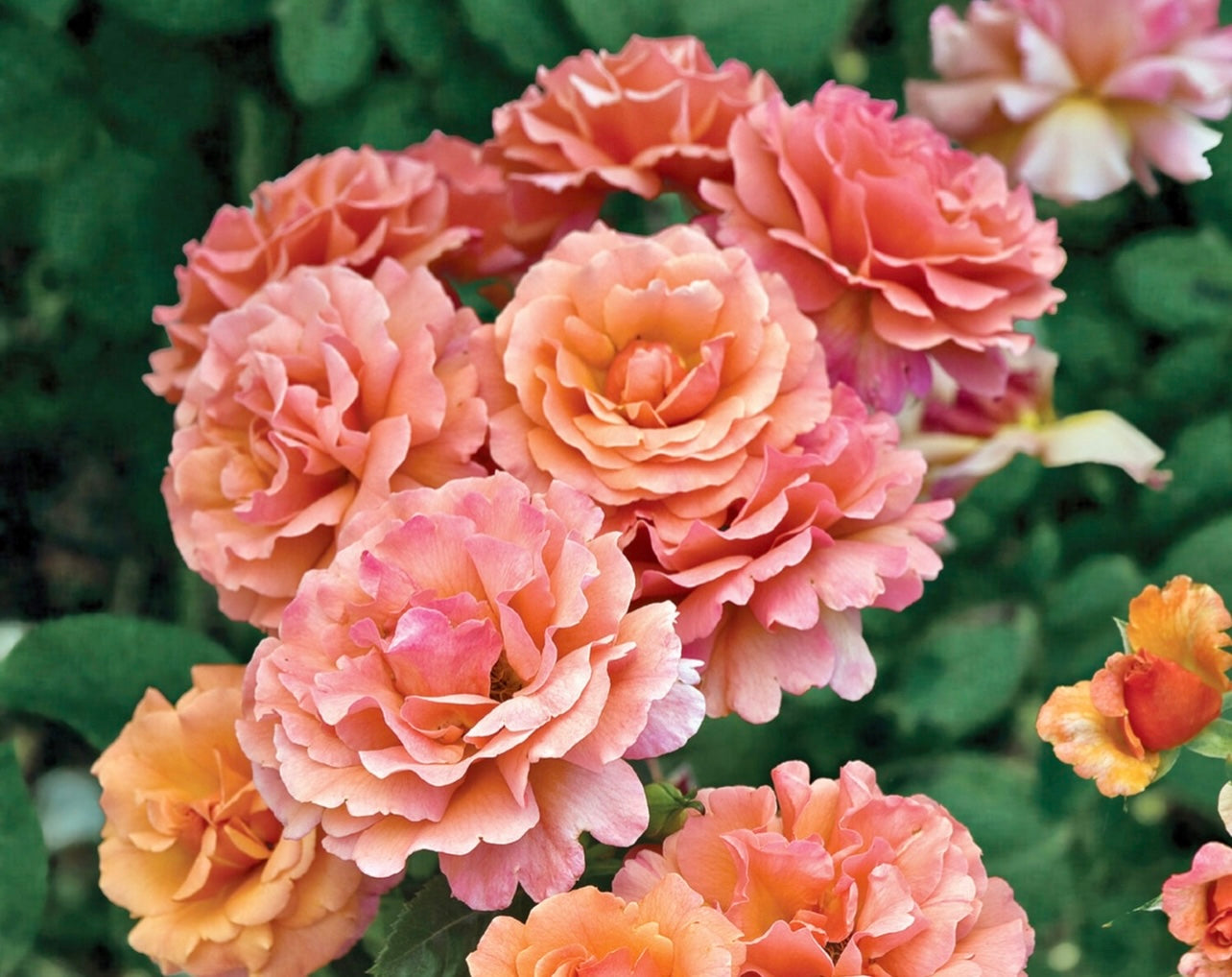 Easy Does It image 0