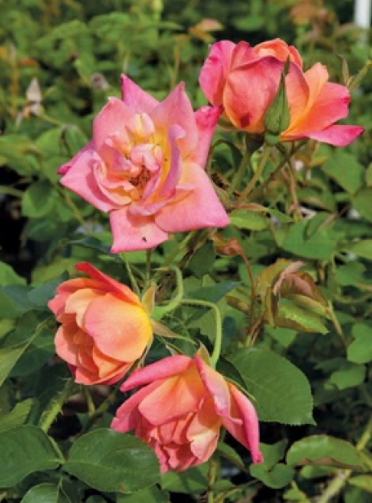 Joseph’s Coat image 0