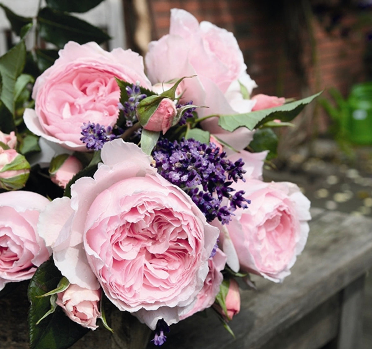 Help Me Find Roses The Enchantress – One Love Rose and Gardens