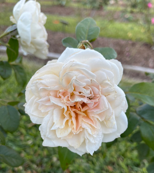 Lion's Fairy Tale (KORvanaber) image 0