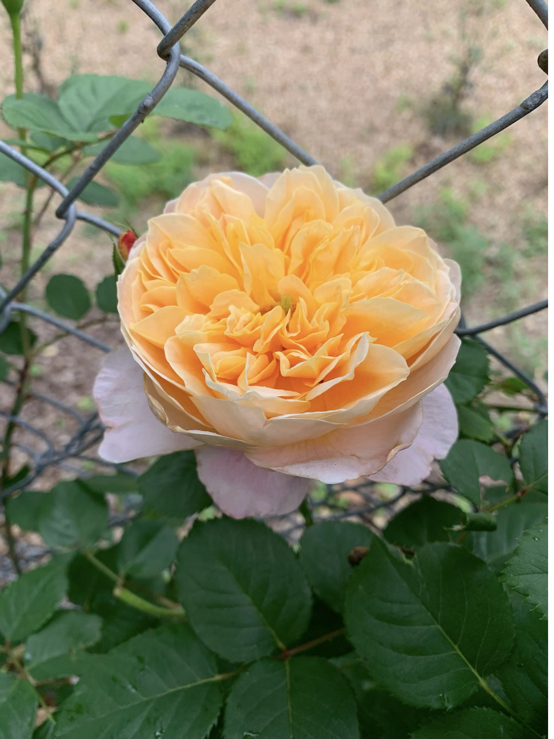 Help Me Find Roses CLEpainter – One Love Rose and Gardens