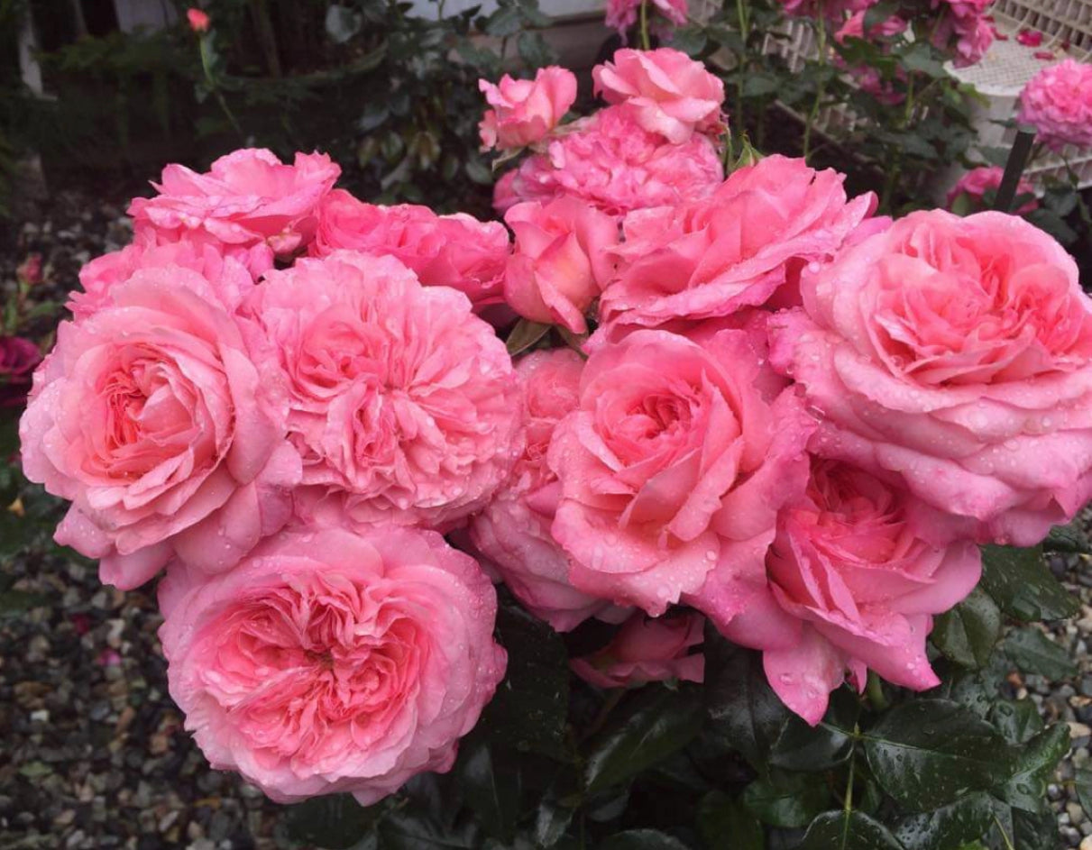 Wedding Breeze  image 0