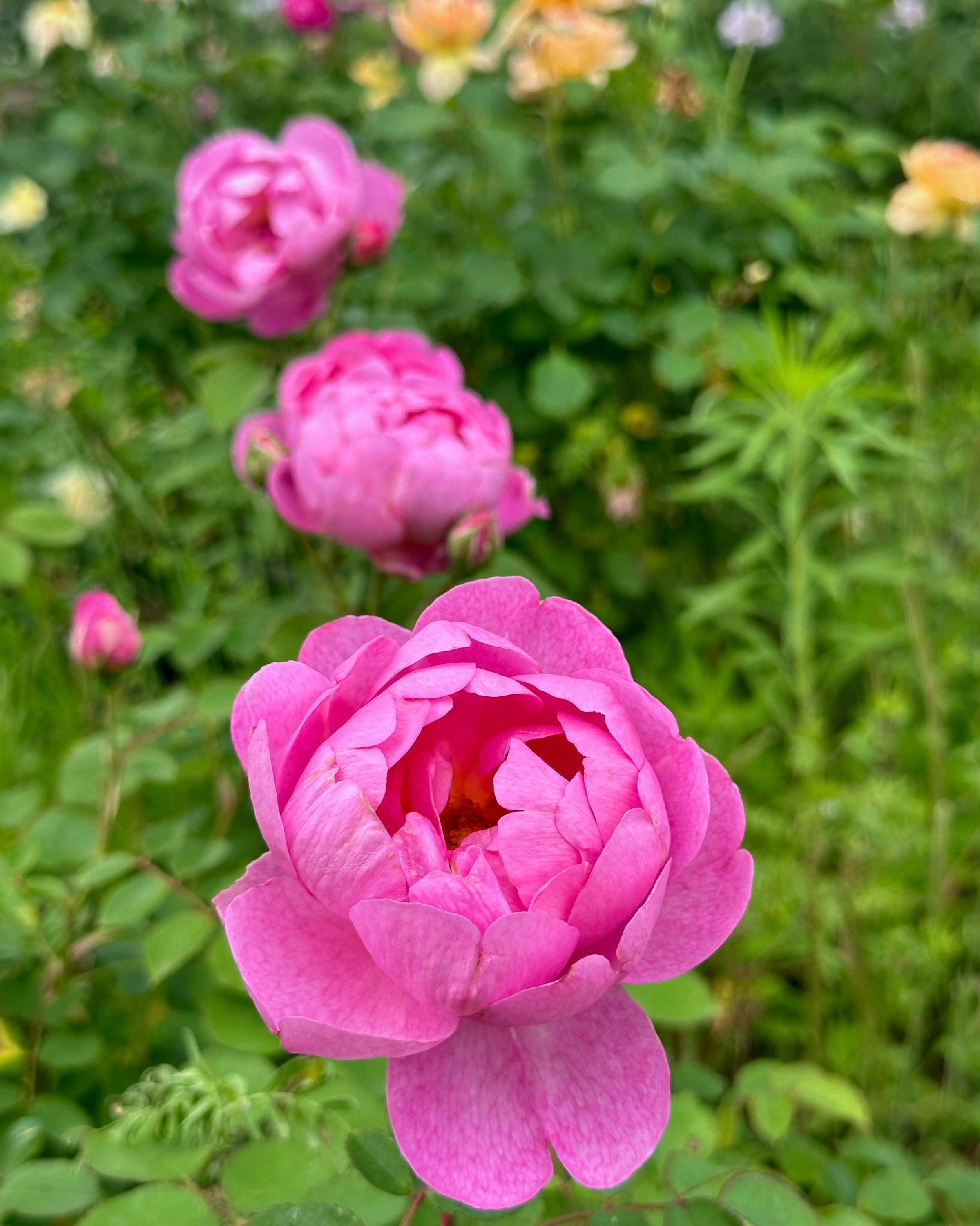 AUSpaddle – One Love Rose and Gardens