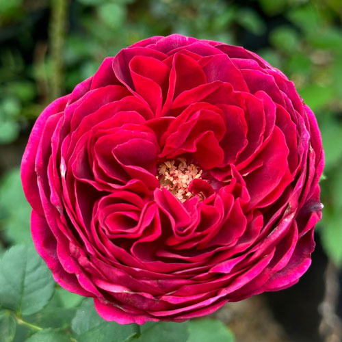 Black Caviar (TAN97150) image 1