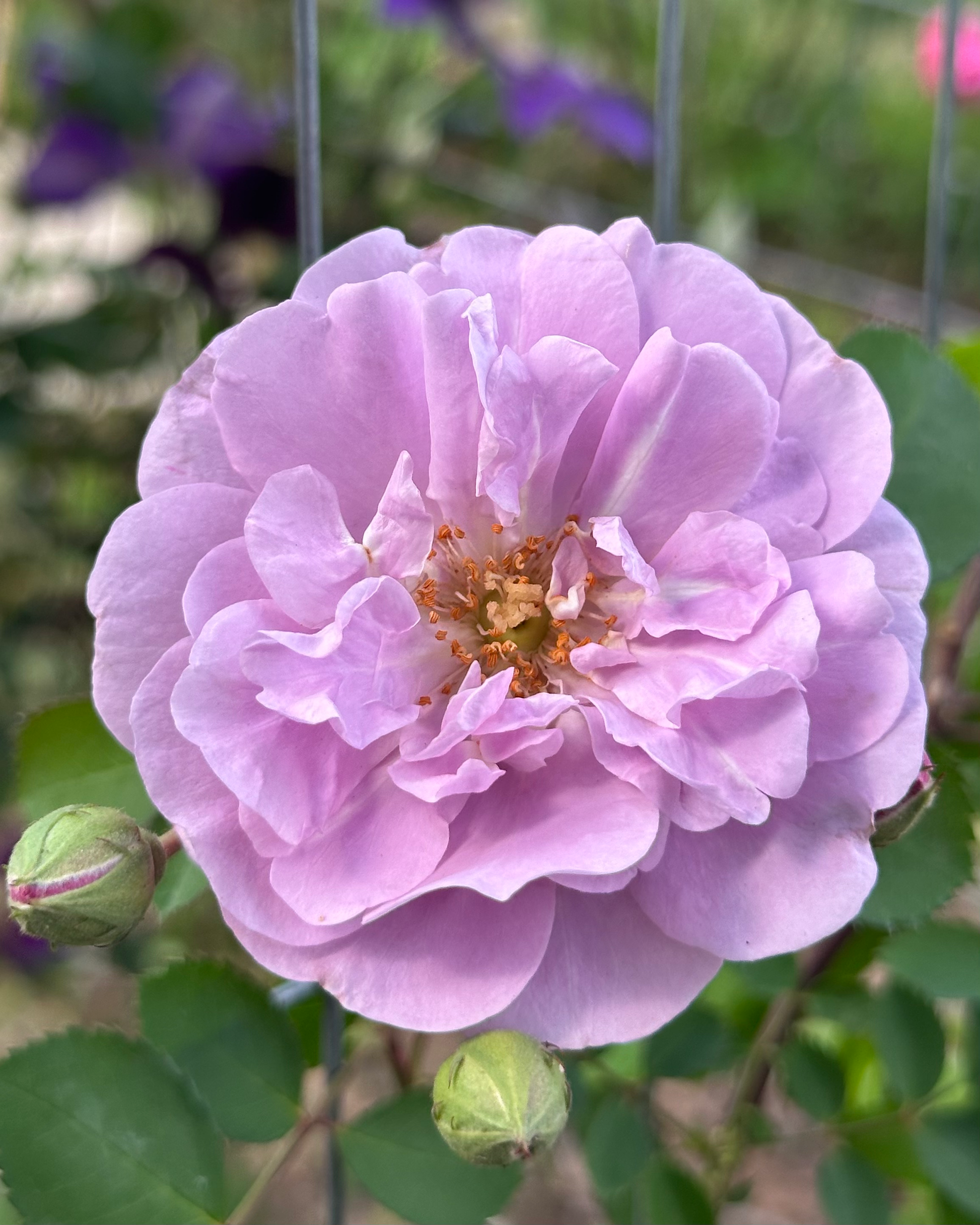 Rainy Blue (TAN04633) image 0