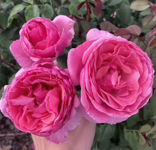 Sweet Parfum de Provence (MEIclusif) image 0