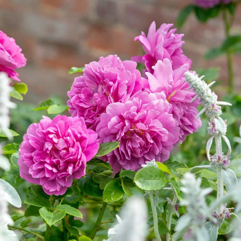 Princess Anne – One Love Rose and Gardens