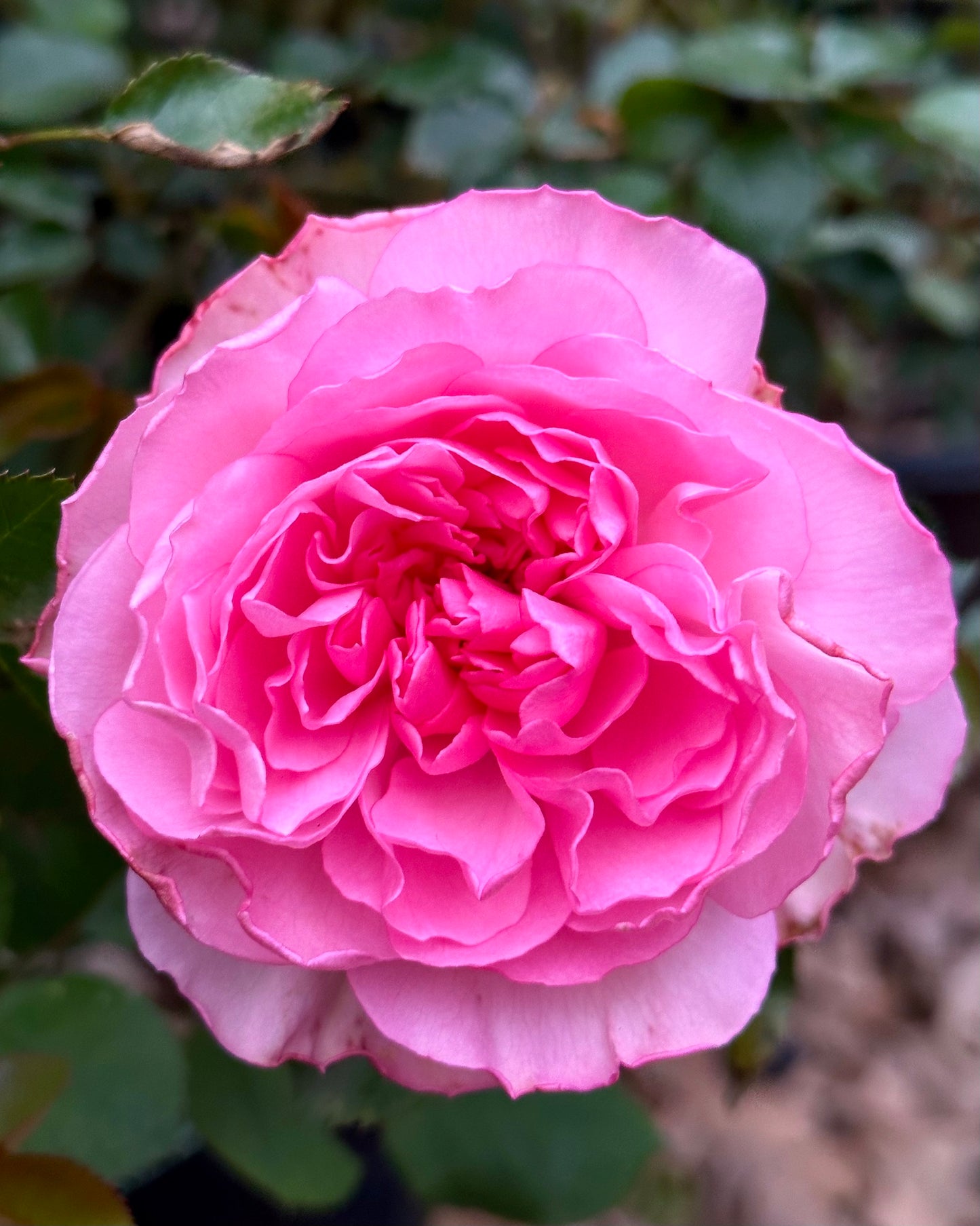 Coppelia (SAUban) image 5