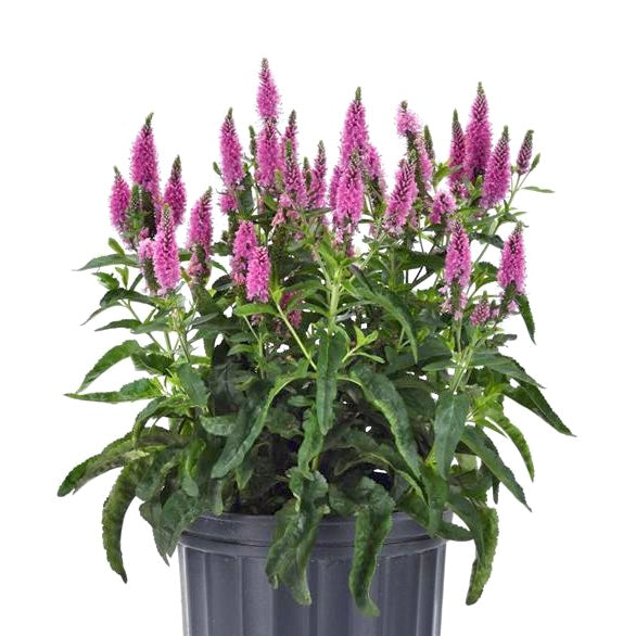 Veronica l. 'Skyward Light Pink’ image 0