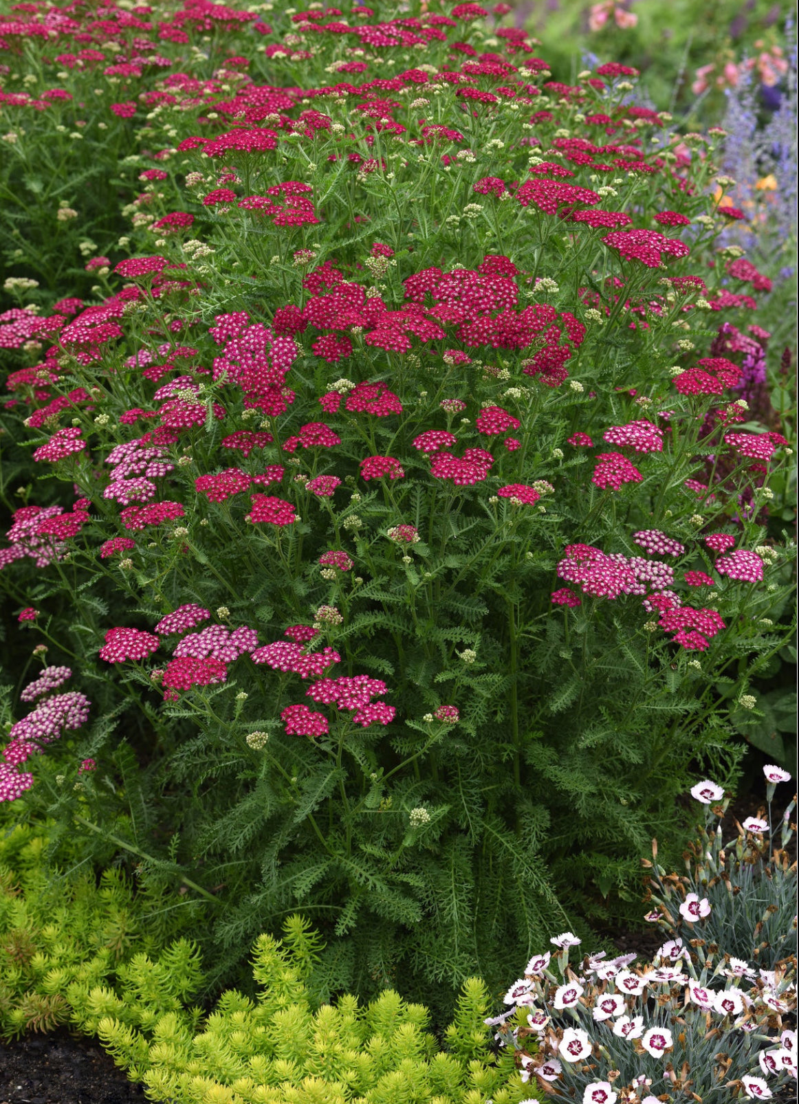 Achillea millefolium ‘New Vintage Violet’ image 0