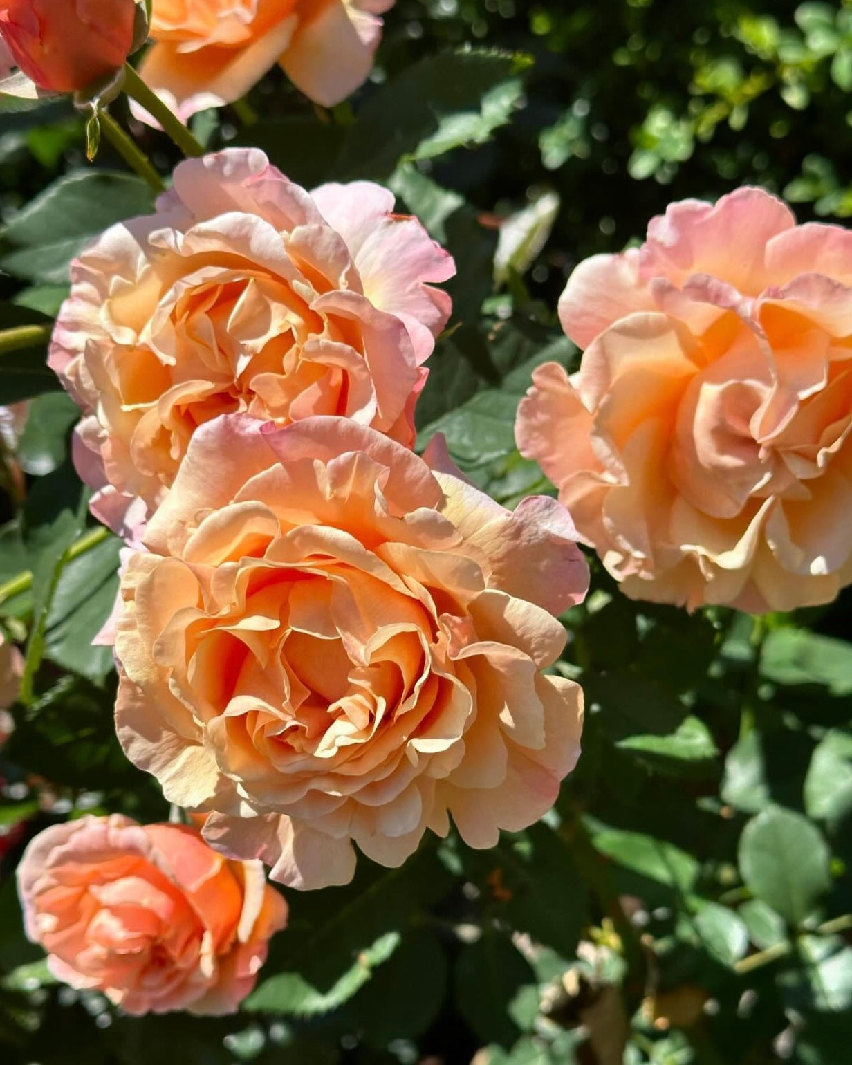 Beverly Anne Clay image 3