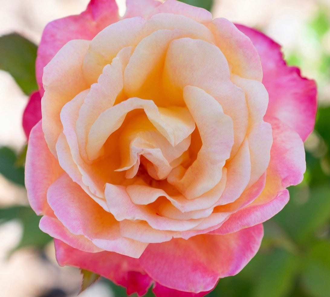 Enchanted Peace image 0