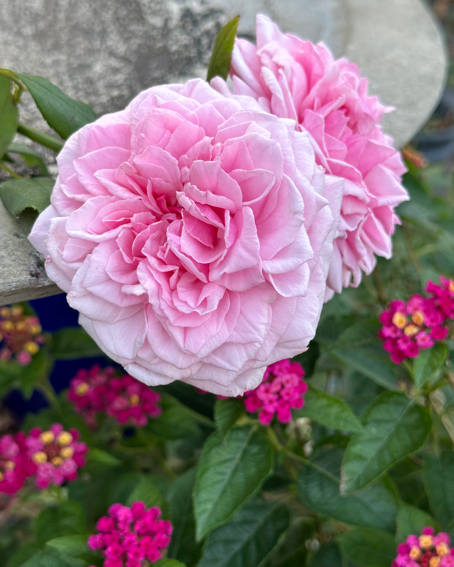 St. Genevieve de Paris image 8