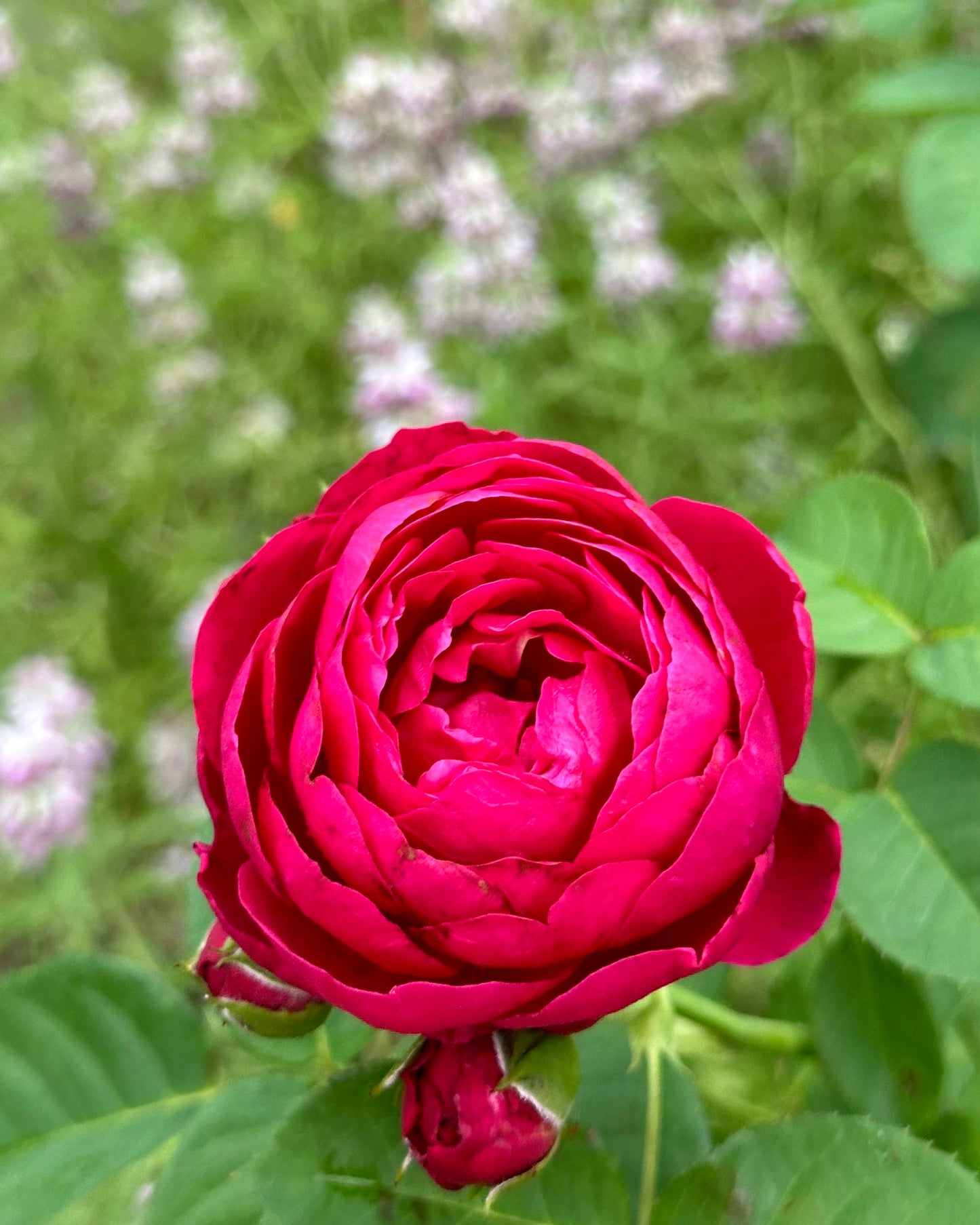 Ascot (TAN01757) image 1