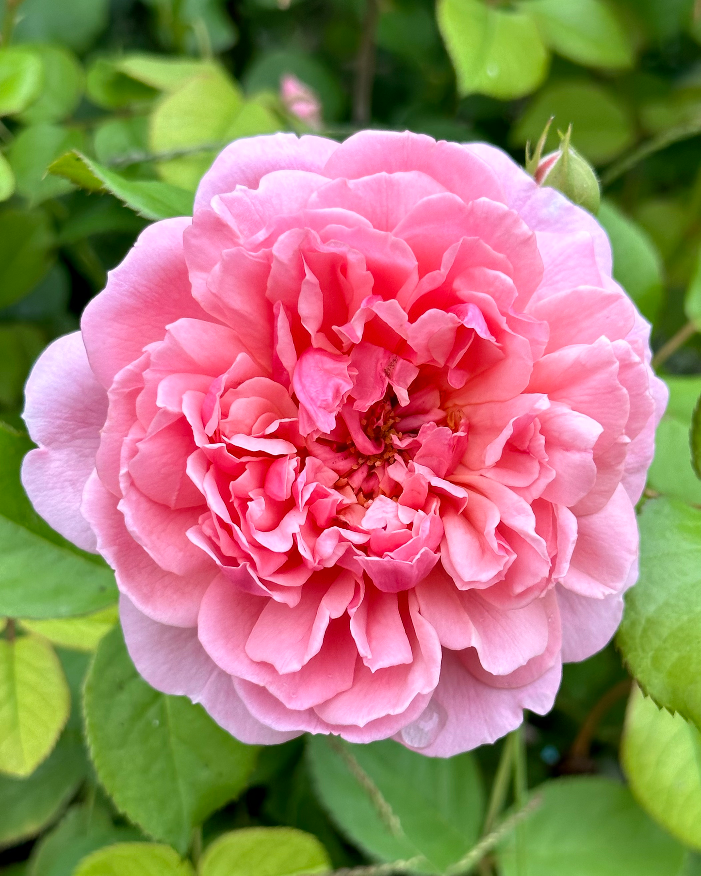 Kallisto (SAUvalet) image 2