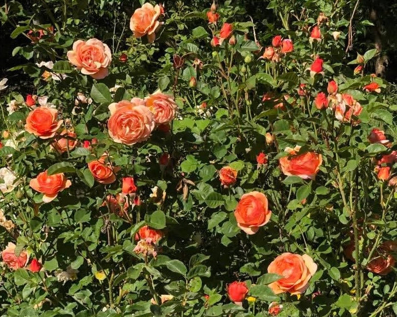 Tanglebank Legacy image 1