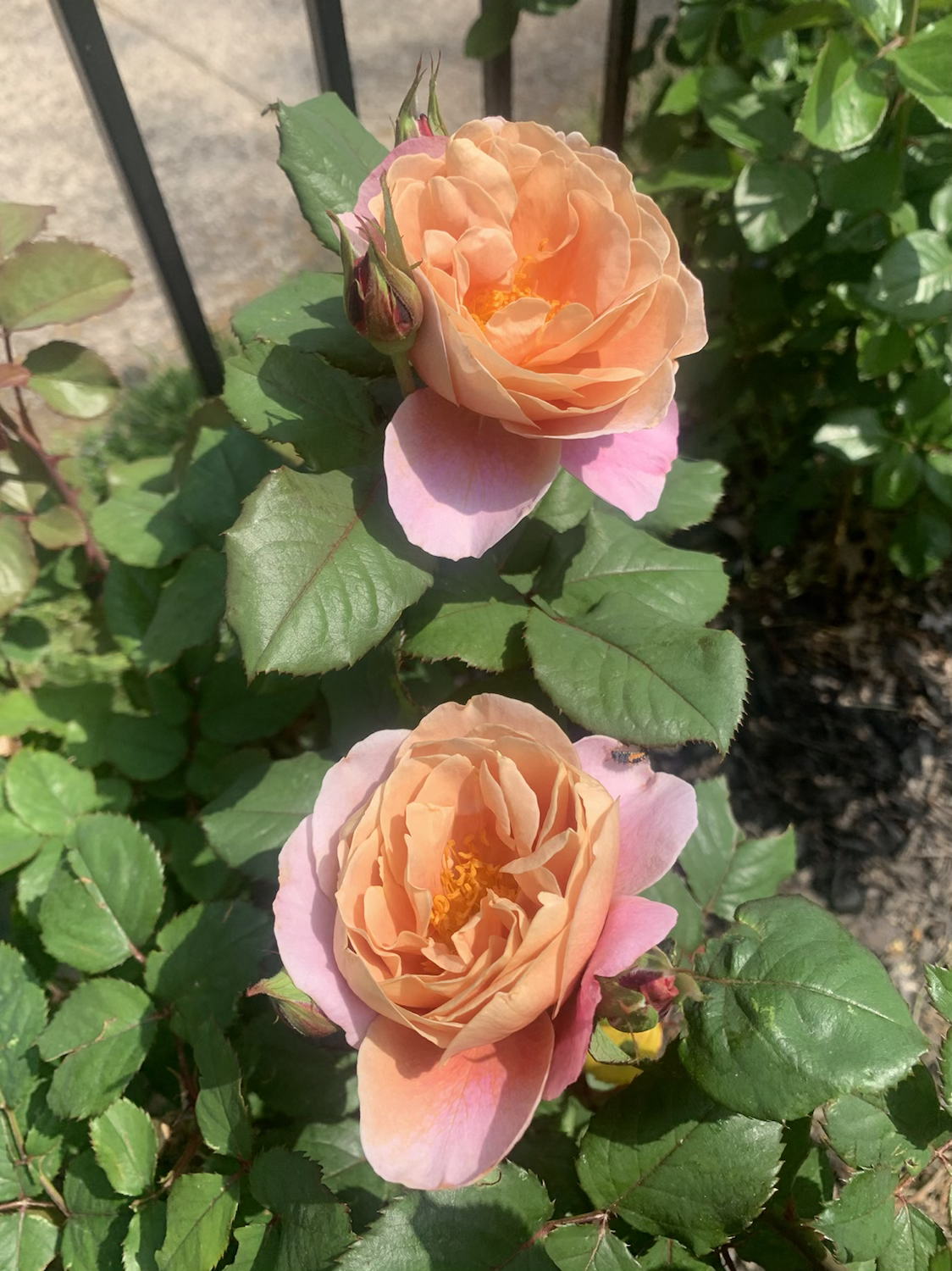 Distant Drums image 3