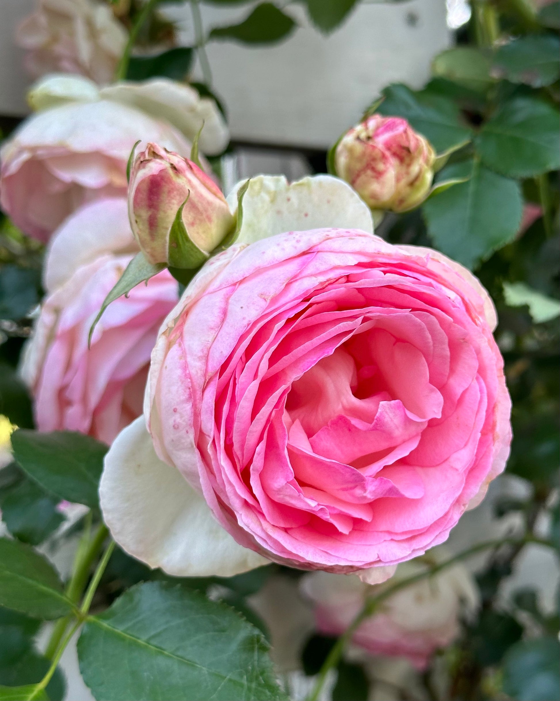 Pierre de Ronsard (MEIviolin) image 2