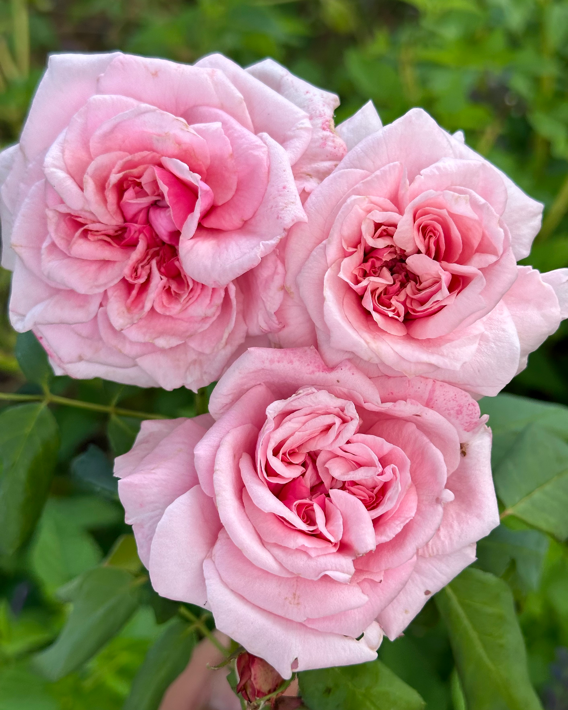 St. Genevieve de Paris image 7