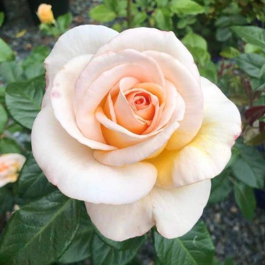 Once Upon a Time image 0