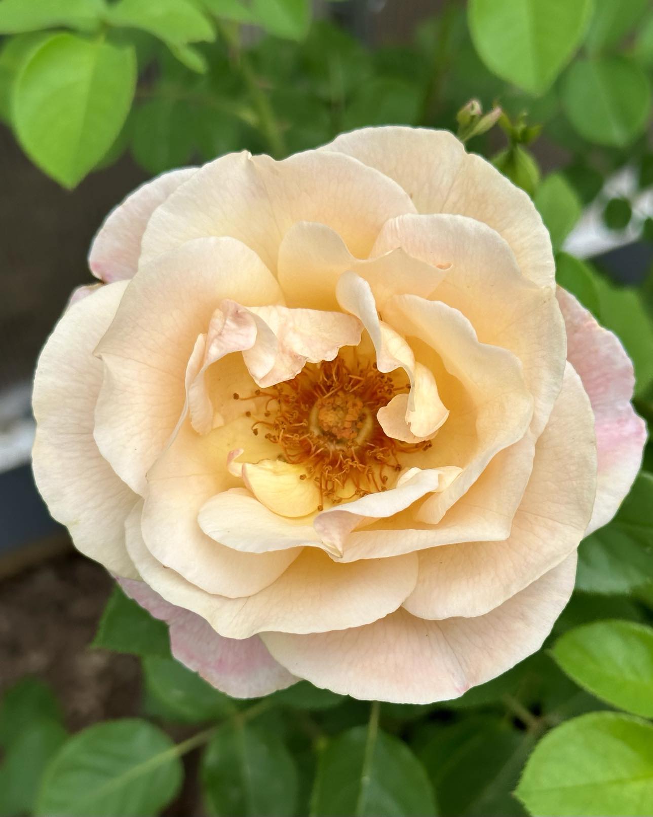 Beverly Anne Clay image 1