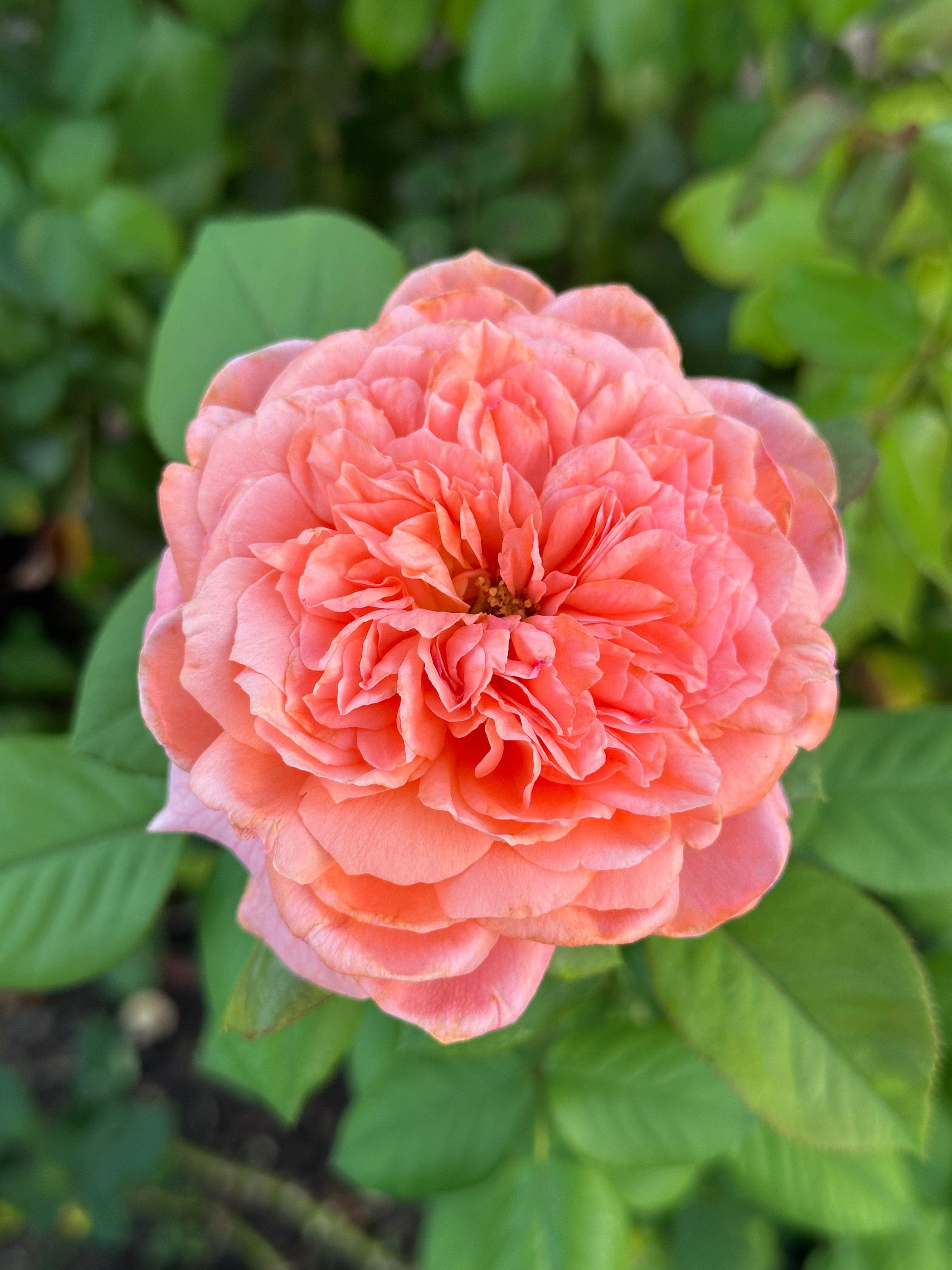 ADAruocal – One Love Rose and Gardens