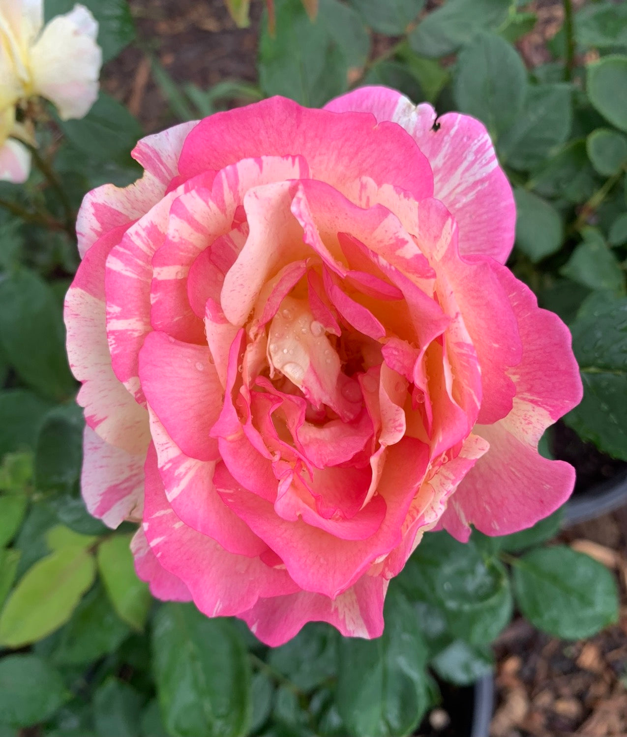 DELstrirojacre image 3