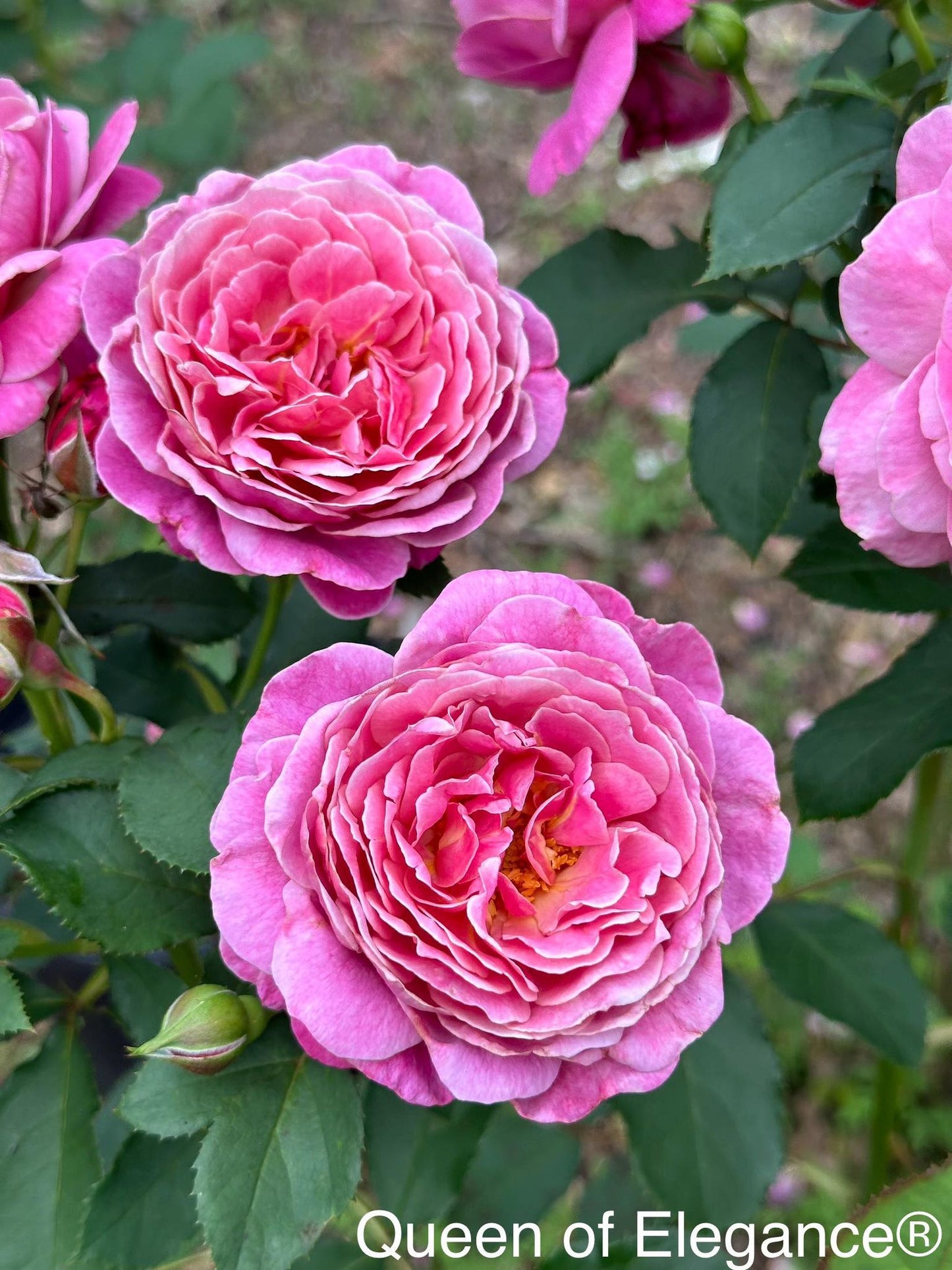 Queen of Elegance image 0