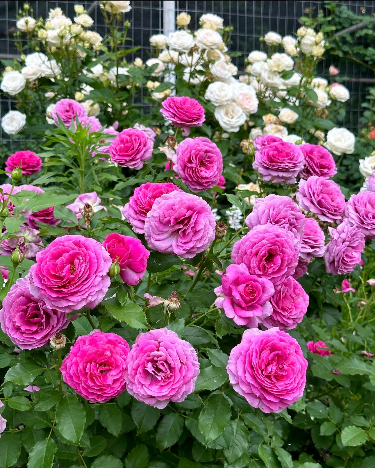 Sweet Madame Blue image 0