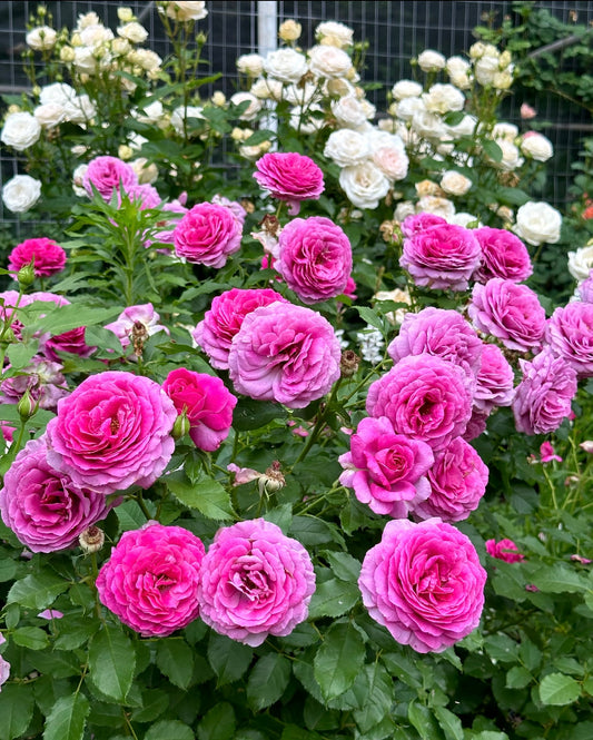 Sweet Madame Blue image 0