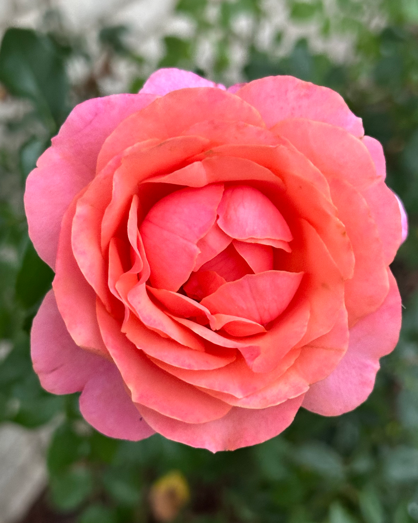 Coral Garden (KORzwanlio) image 1