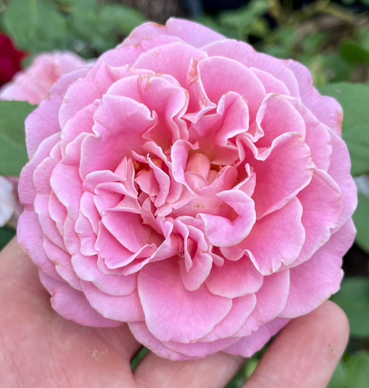 Delphine (TAN08148) image 1