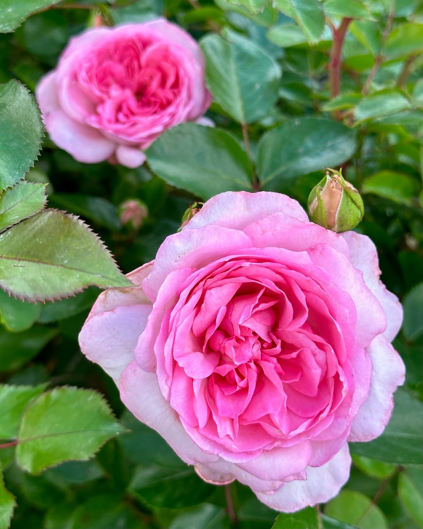 Coppelia (SAUban) image 1