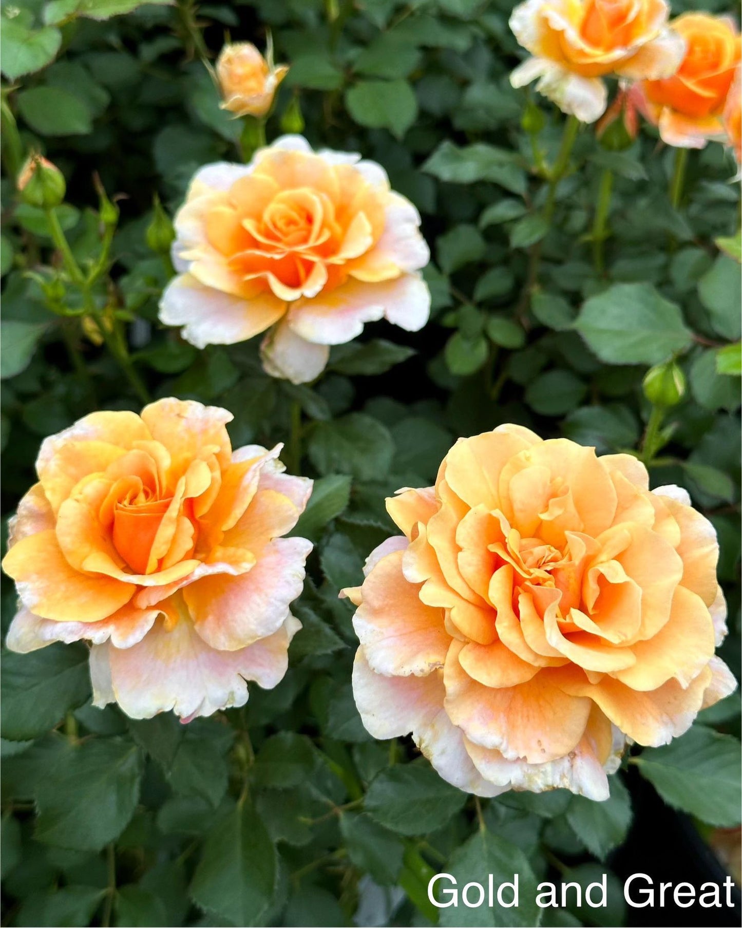 Gold and Great image 0