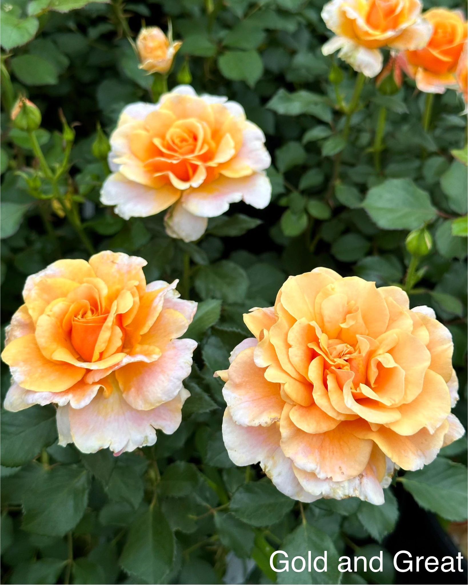 Gold and Great image 0