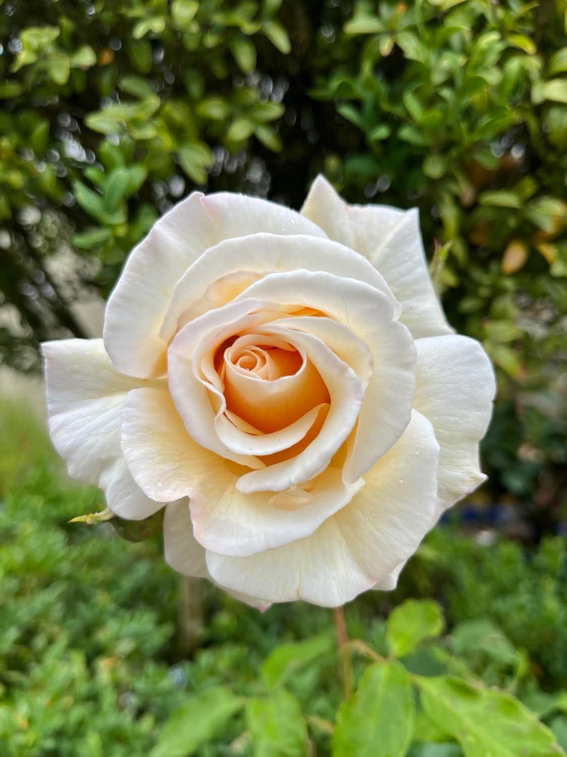 Rose of Rosalie image 2