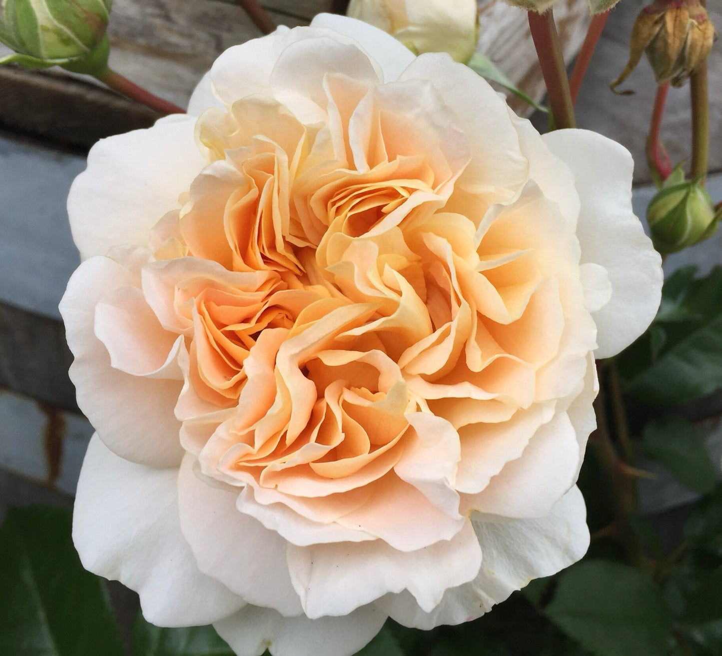 Melissa Darling  image 1