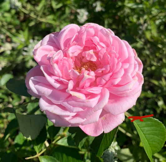 Catherine Soupert image 0