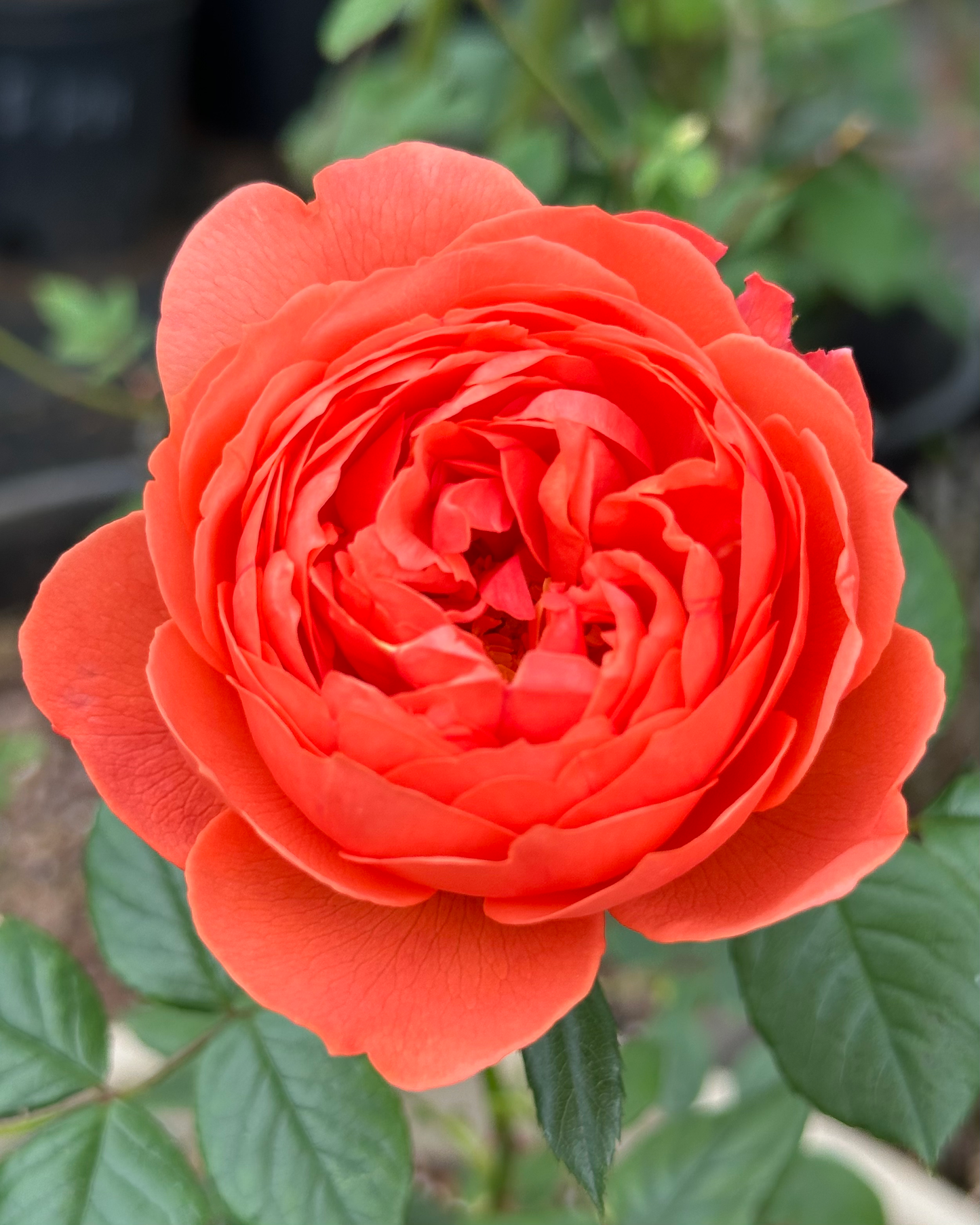 Blazing Flame (Chi Yan) image 0