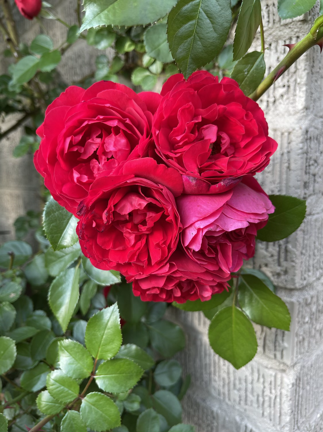 Climbing Florentina image 1