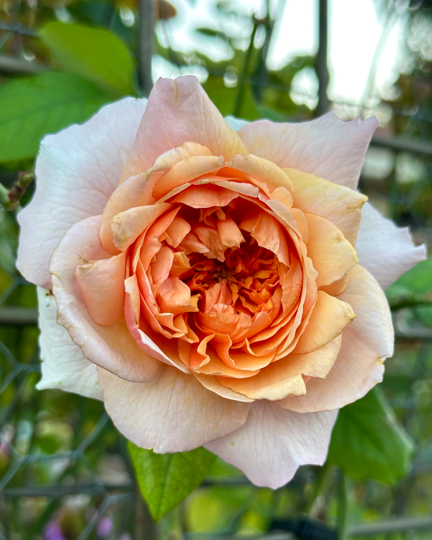 Andromeda (MASversi) image 0