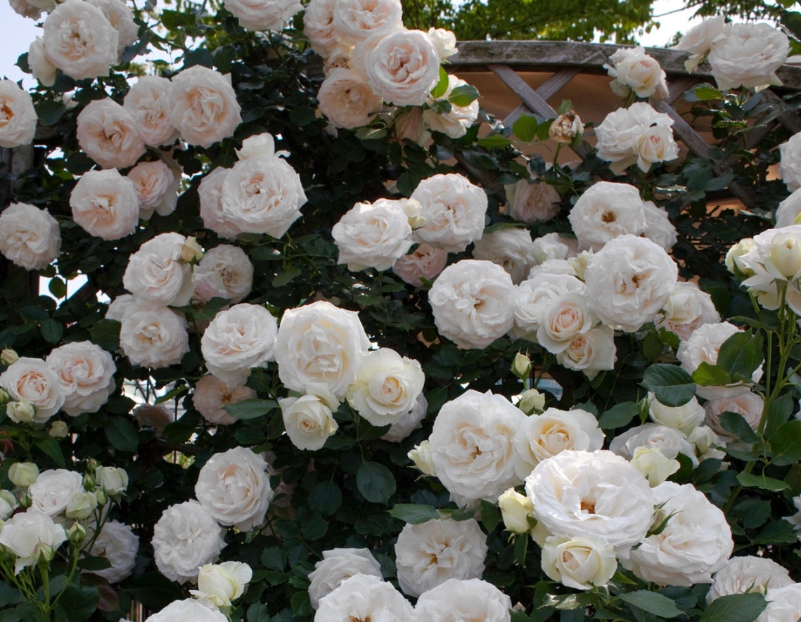 Eden Climber White image 0