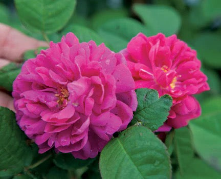 Rose de Rescht image 0