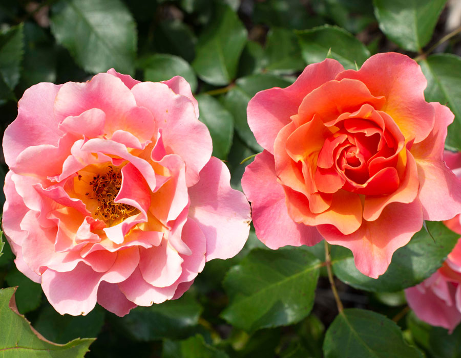 Tequila Supreme image 2