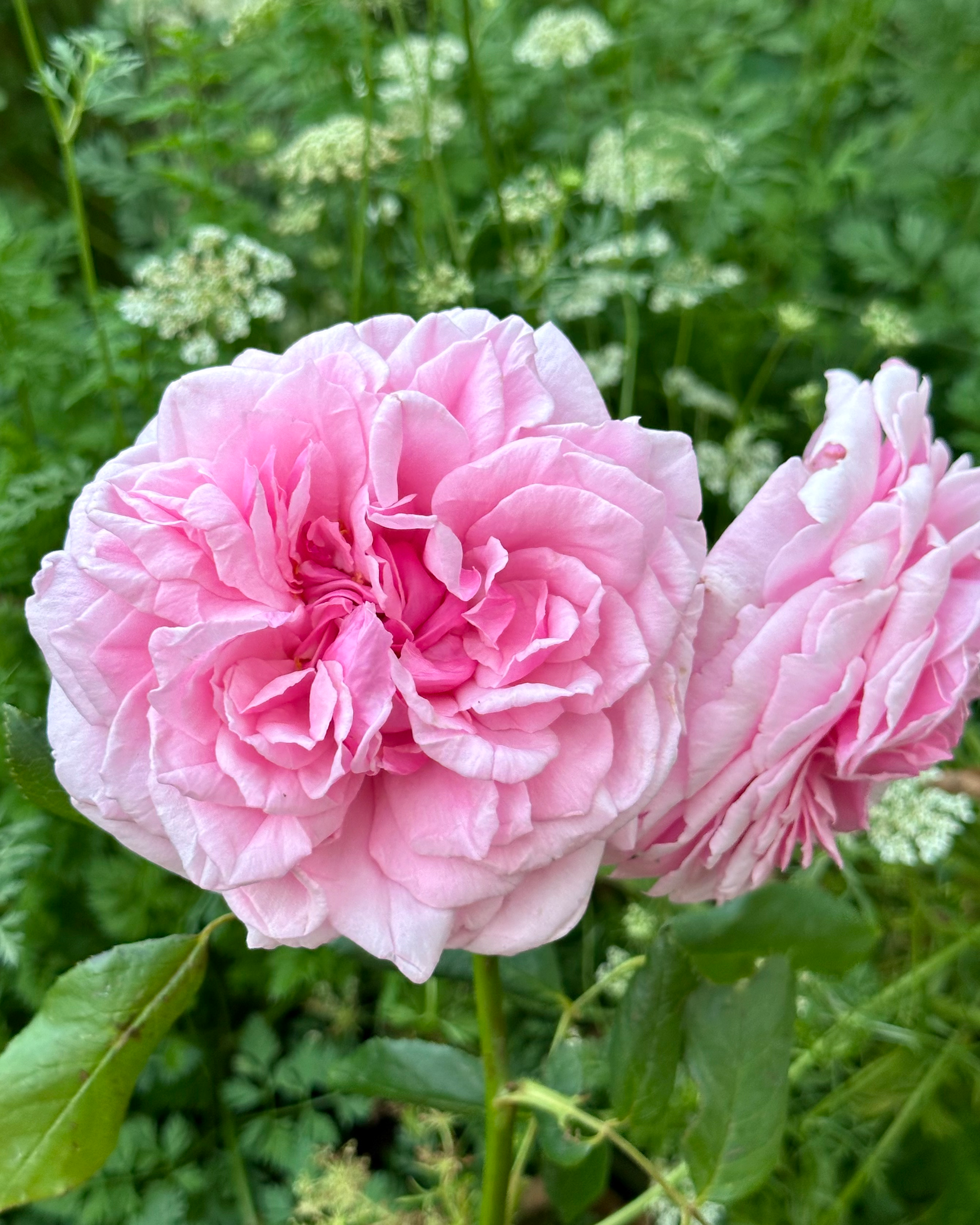 St. Genevieve de Paris image 0