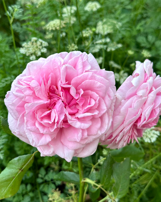 St. Genevieve de Paris image 0