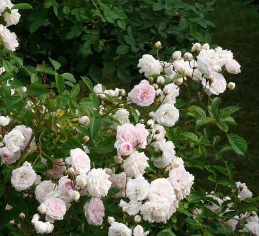 Climbing Clotilde Soupert image 0