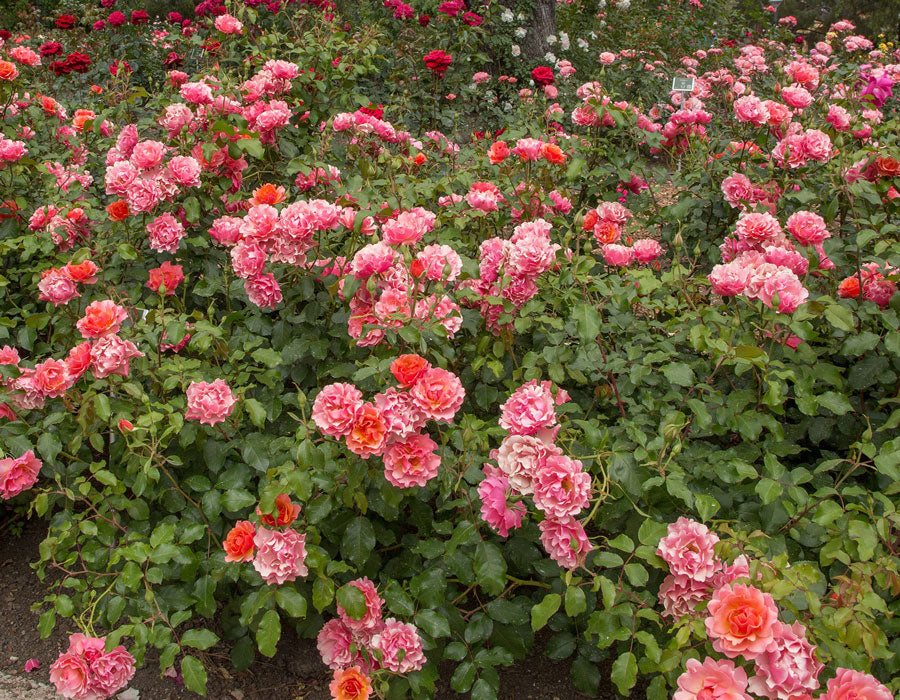 Tequila Supreme image 5