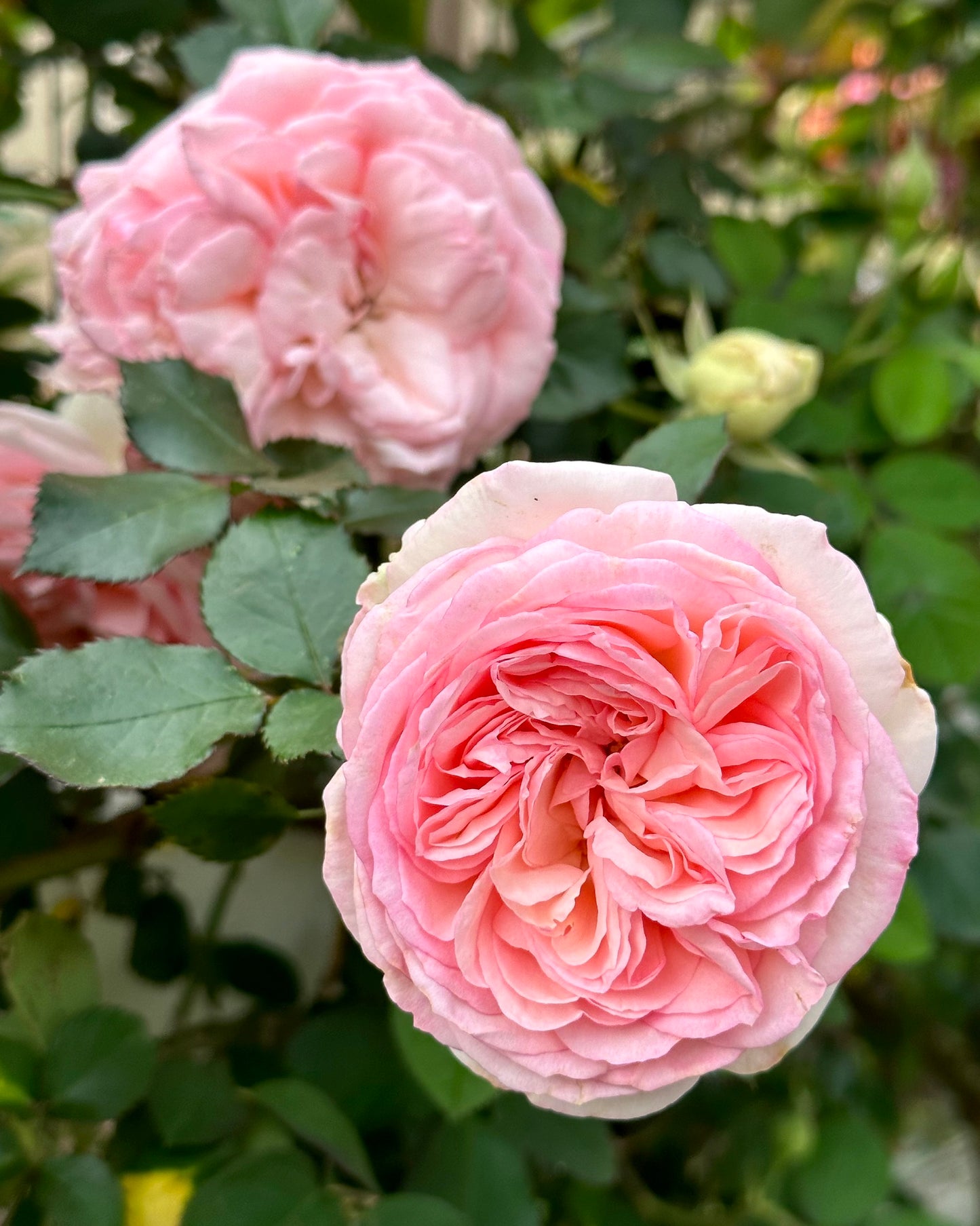 Pierre de Ronsard (MEIviolin) image 0