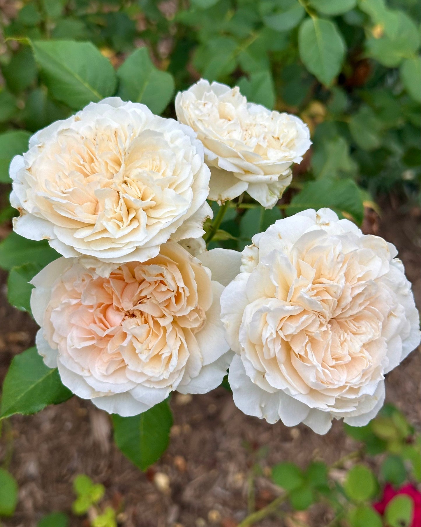 Thalia (SAUmytil) image 0